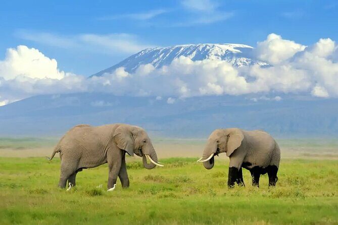 2 Days 1 Night Private Tour to Amboseli National park 4*4 Vehicle - The Food and Accommodation