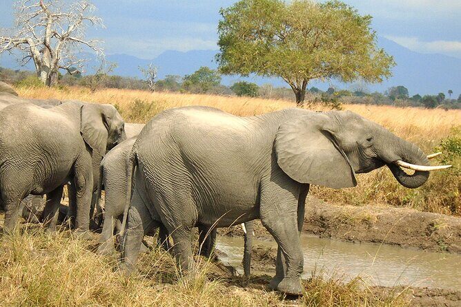 2 Days /1 Night safari to Mikumi - A Closer Look at the Experience