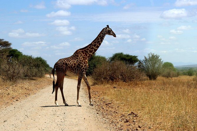 2 Days /1 Night safari to Mikumi - Who Should Consider This Safari?