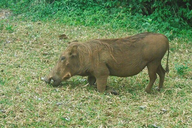 2 Days /1 Night safari to Mikumi - FAQ