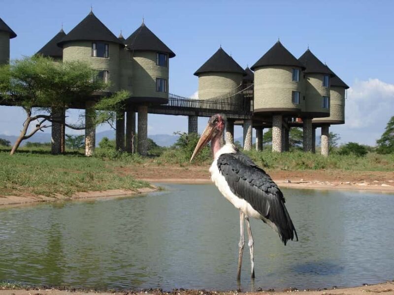 2 days 1 night saltlick safari from Diani/Mombasa - Discover the 2 Days, 1 Night Saltlick Safari from Diani or Mombasa