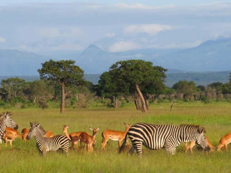 2 Days 1 Night Selous Fly-in Safari from Zanzibar - Practical Details: What to Expect and Tips for Your Trip