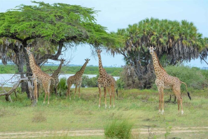 2 Days 1 Night Selous Fly-in Safari from Zanzibar - Value and Overall Impression