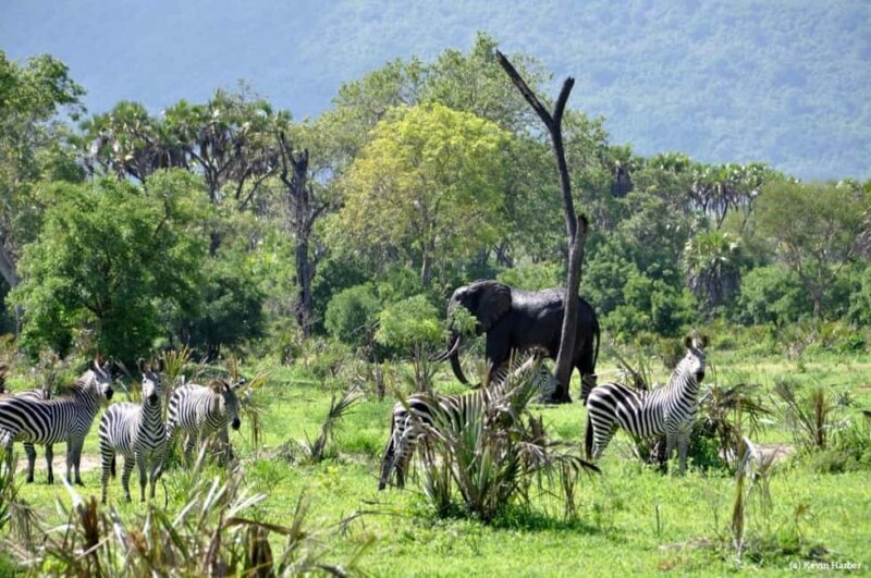 2 Days 1 Night Selous Fly-in Safari from Zanzibar - FAQ