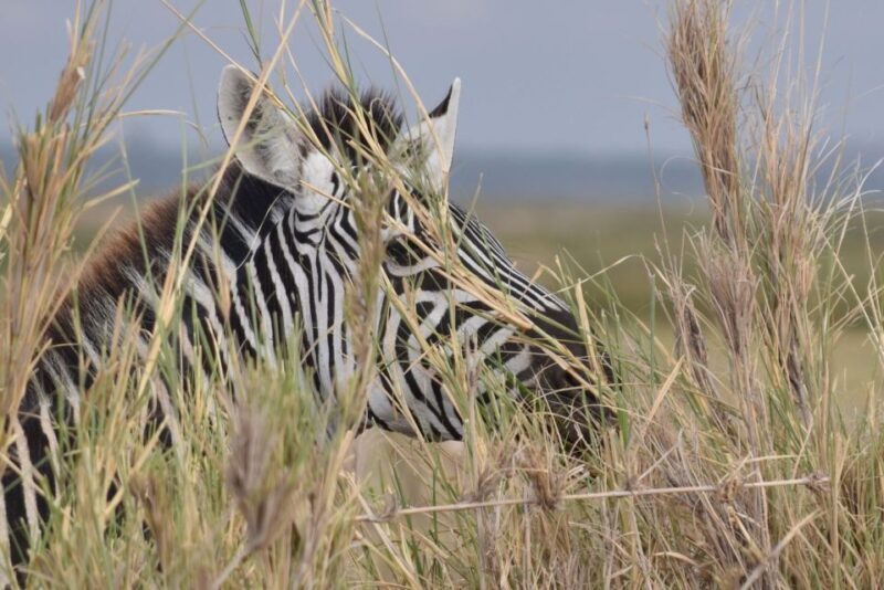 2 Days 1 Night Taita Hills - An In-Depth Look at the Taita Hills Safari Experience