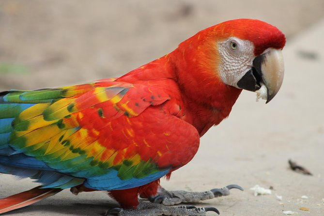 2-days-1-night-tambopata-jungle