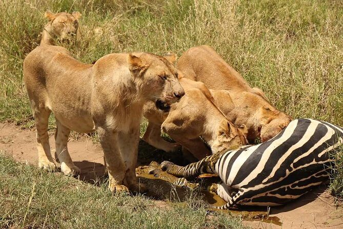 2 Days / 1 Night Tanzania Safari Tour - An Authentic Short Safari: What to Expect