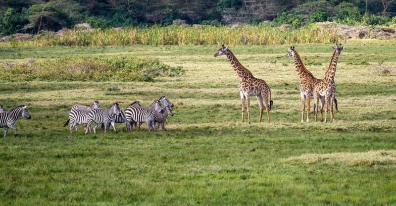 2-days 1-night to Mikumi from Dar-es-Salaam by Luxury Train - What’s Included & Additional Considerations  