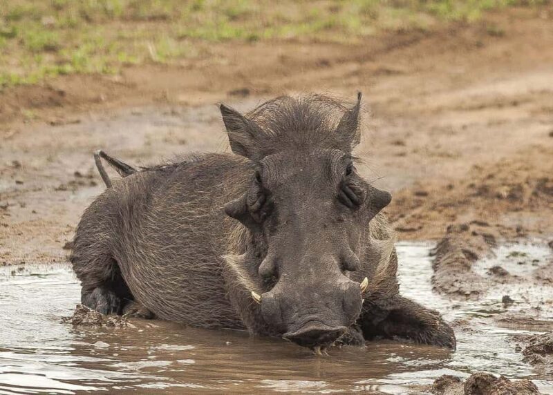 2-days 1-night to Mikumi National Park from Zanzibar - How the Tour Works: Walking Through the Itinerary