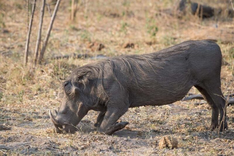 2-days 1-night to Mikumi National Park from Zanzibar - The Value of the Experience: Is It Worth It?