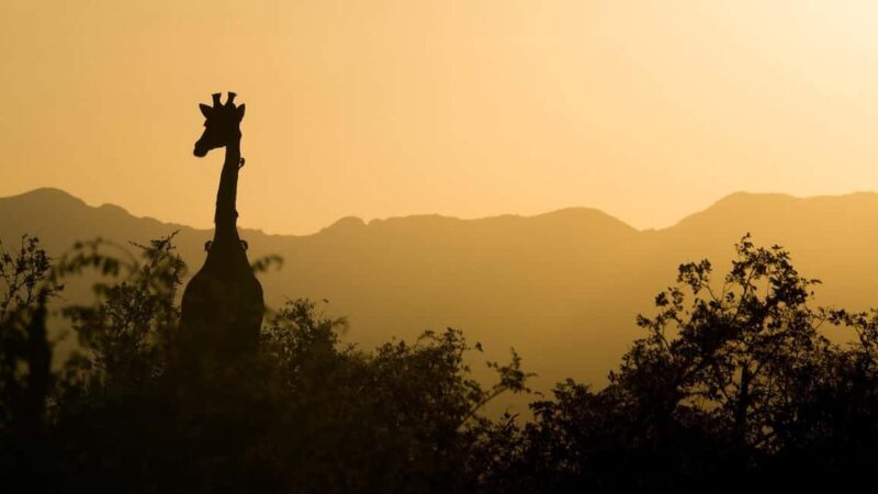 2 days 1 night to nyerere park from zanzibar by flight - Key Points