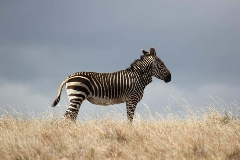 2 days 1 night to nyerere park from zanzibar by flight - An In-Depth Look at the 2-Day Nyerere Safari from Zanzibar