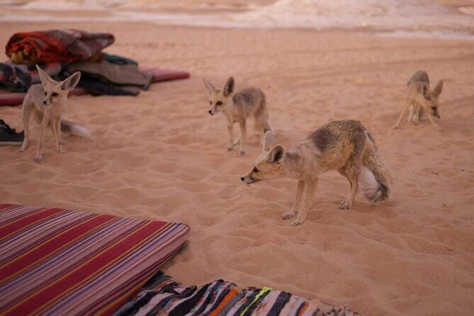 2 Days 1 Night to White and Black Desert from Cairo or Giza - An In-Depth Look at the 2-Day White and Black Desert Tour