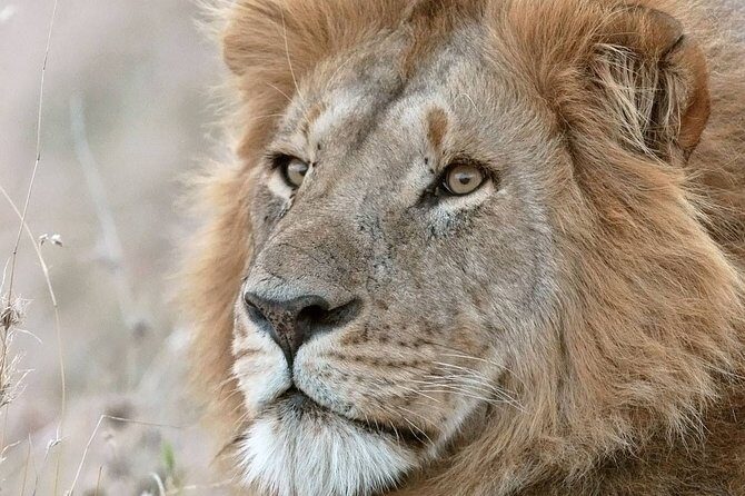 2 Days 1 Night tour to the Amboseli National Park. - Why Choose the 2-Day Amboseli Safari?