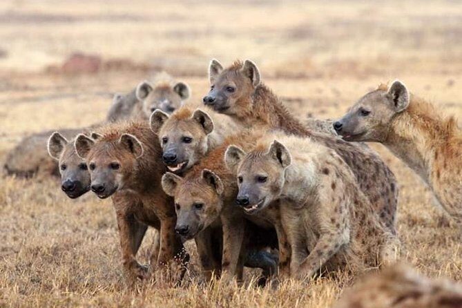 2 Days 1 Night tour to the Amboseli National Park. - The Sum Up: Who Is This Tour Best For?