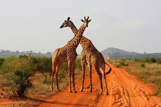 2 Days (1 night); Tsavo East & Saltlick Safari: - Key Points