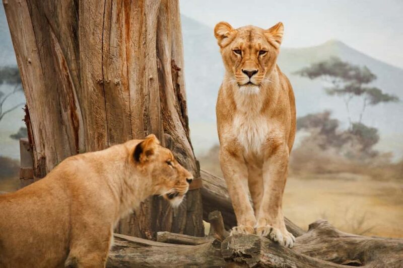 2 Days 1 nignt to mikumi national park from zanzibar - Unearthing Tanzanian Wildlife: A 2-Day Safari from Zanzibar to Mikumi National Park