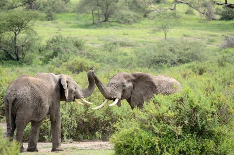 2 Days 1 nignt to mikumi national park from zanzibar - What Sets This Tour Apart?