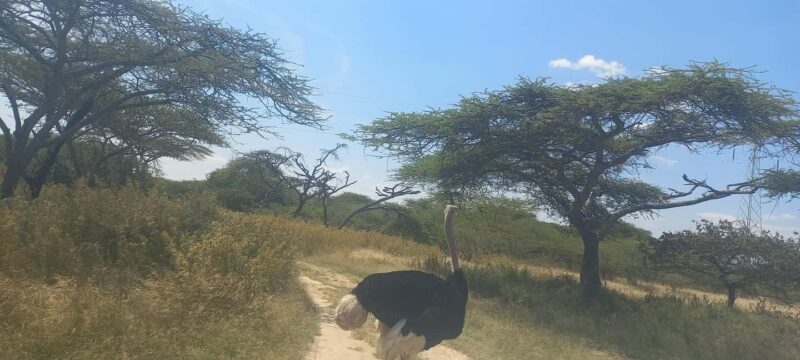 2 Days Abijata-Shalla Lakes National Park and Lake Langano, - 2 Days Abijata-Shalla Lakes National Park and Lake Langano Tour Review