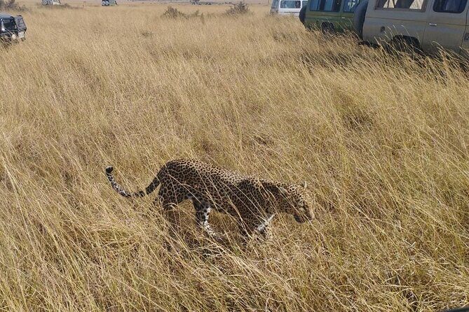 2 Days Adventurous Safari in Amboseli (Mid Range Tour) - Who Would Love This Safari?