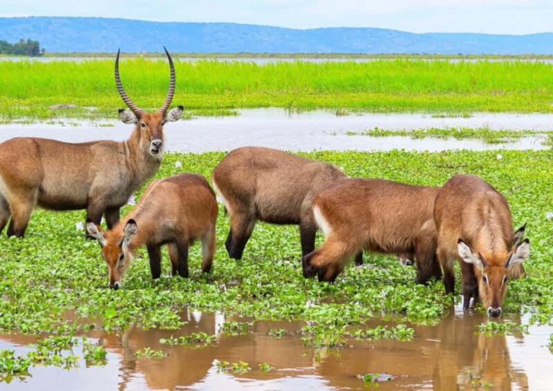 2 Days Akagera National Park Big 5 Safari with Boat Ride - Sunset and Relaxation