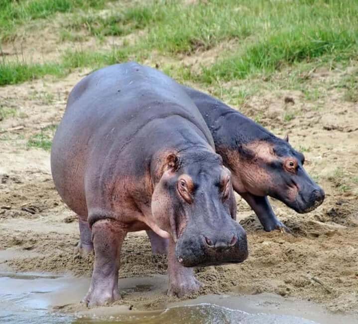 2 Days Akagera National Park Big 5 Safari with Boat Ride - Transportation and Group Size