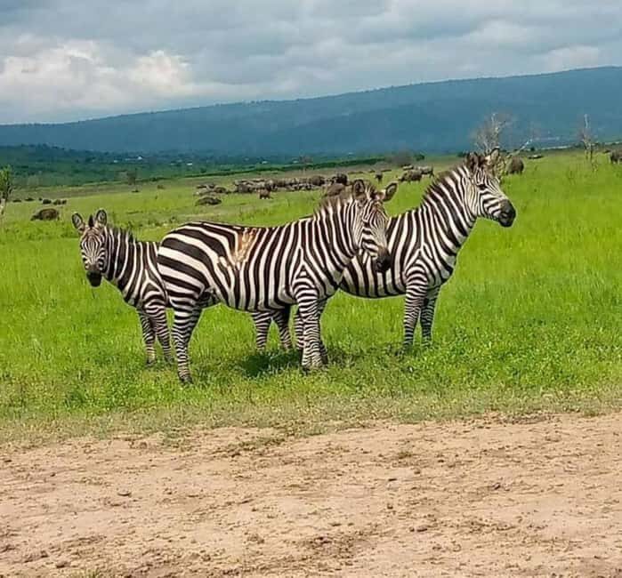2 Days Akagera National Park Big 5 Safari with Boat Ride - Cost and Value