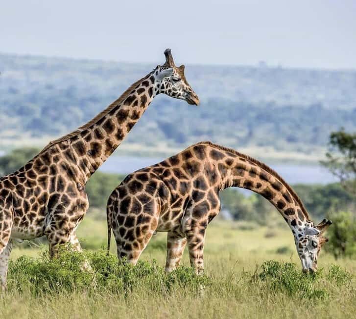 2 Days Akagera National Park Big 5 Safari with Boat Ride - Timing and Duration