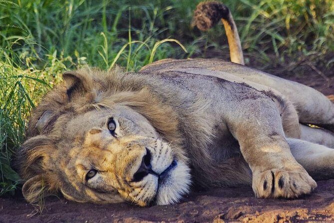 2 Days Akagera National Park Wildlife Safari - Setting the Scene: The Journey from Kigali to Akagera
