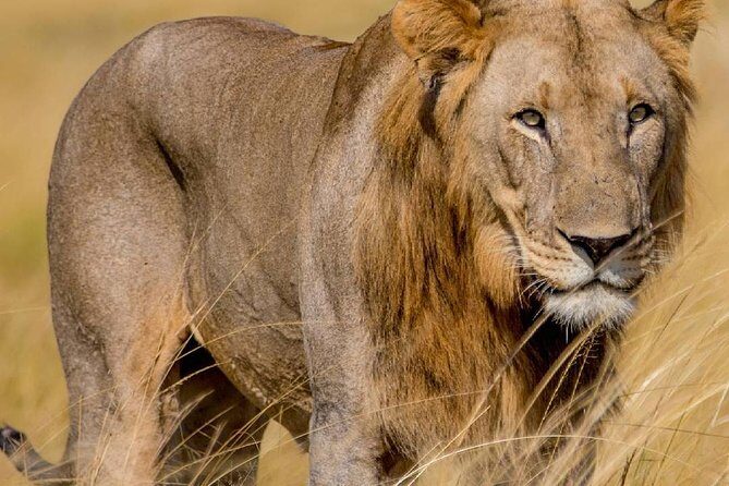 2 Days Akagera National Park Wildlife Safari - Day 2: The Big Game Drive