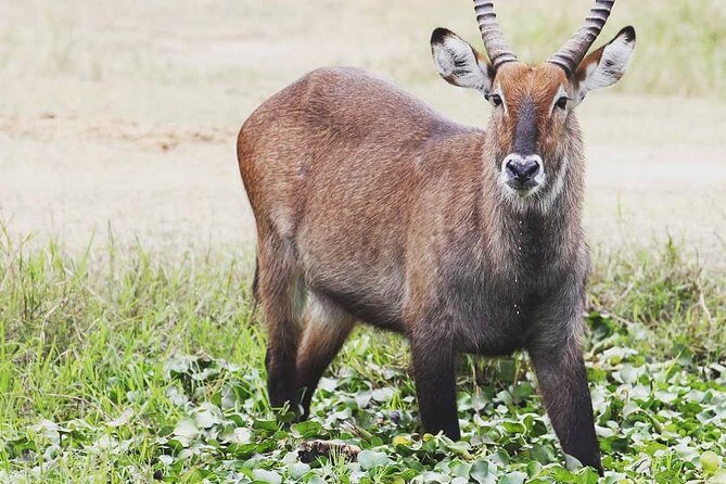 2 Days Akagera National Park Wildlife Safari - Authentic Encounters and Reviewer Insights