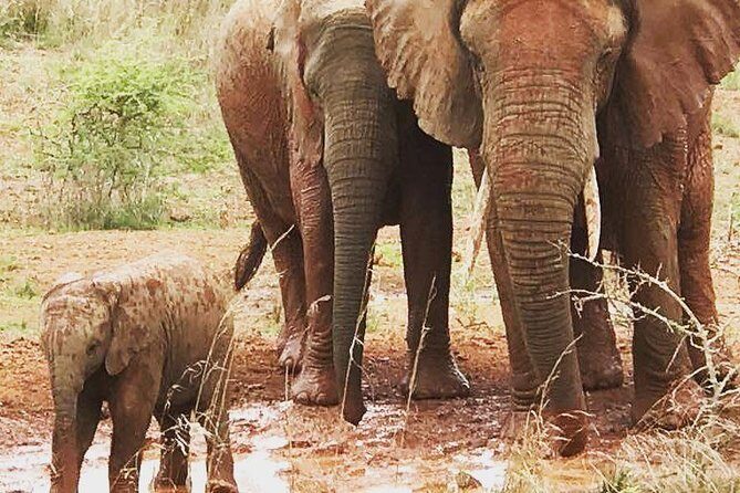 2 Days Akagera National Park Wildlife Safari - FAQs