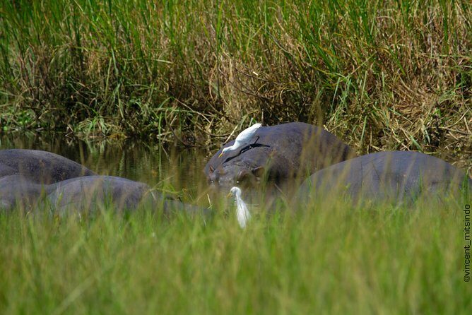2 Days Akagera Wildlife Safari - Who Should Consider This Safari?