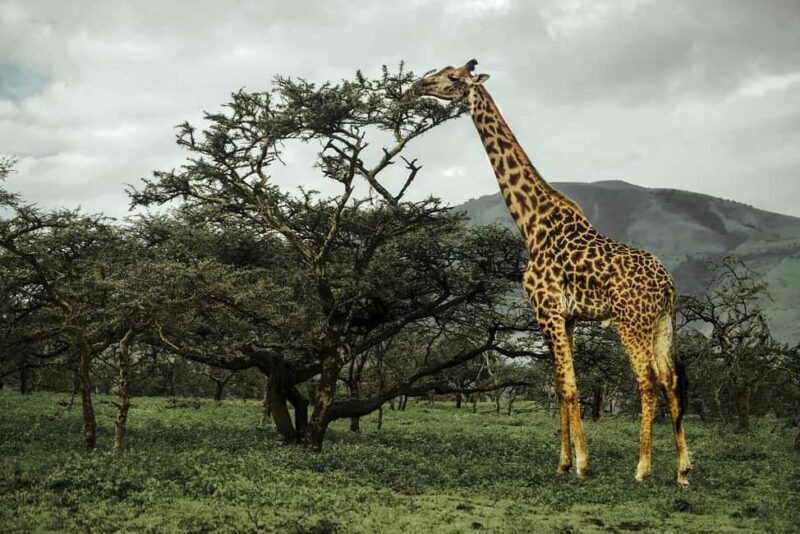 2 Days Amazing Mikumi Np & Waterfall From Dar by SGR - Who Would Love This Tour?