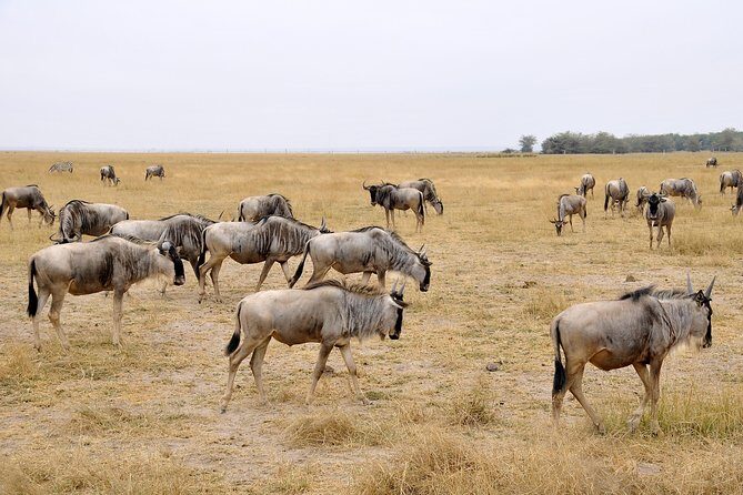 2 Days Amboseli Getaway Trip - The Itinerary Breakdown: What to Expect Each Day
