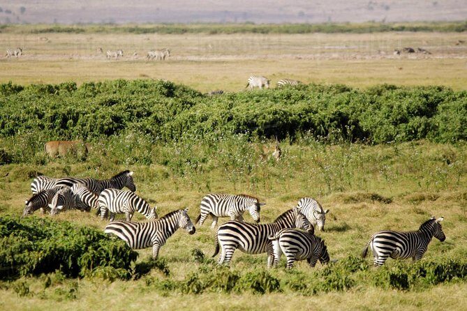 2 days Amboseli National Park Safari - An Honest Breakdown of the 2-Day Amboseli Safari