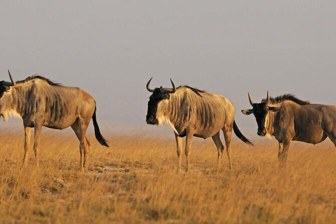 2 days Amboseli National Park Safari - Practical Details: Travel, Duration & Value
