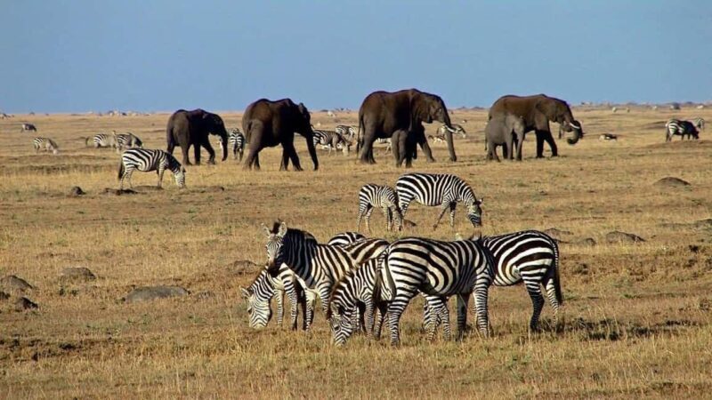 2 Days Amboseli National Park Safari - What to Expect from This Safari