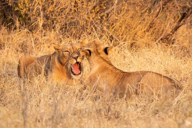 2 days Amboseli national park safari - Who Is This Tour Best For?