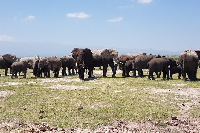 2 Days Amboseli Park Overnight Private Safari - Key Points