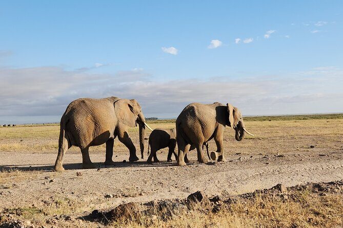 2 Days Amboseli Park Overnight Private Safari - A Closer Look at the 2-Day Amboseli Safari