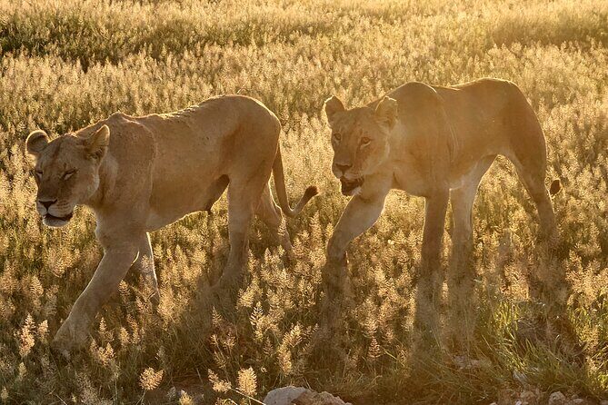 2 Days Amboseli Park Overnight Private Safari - Who Will Love This Tour?