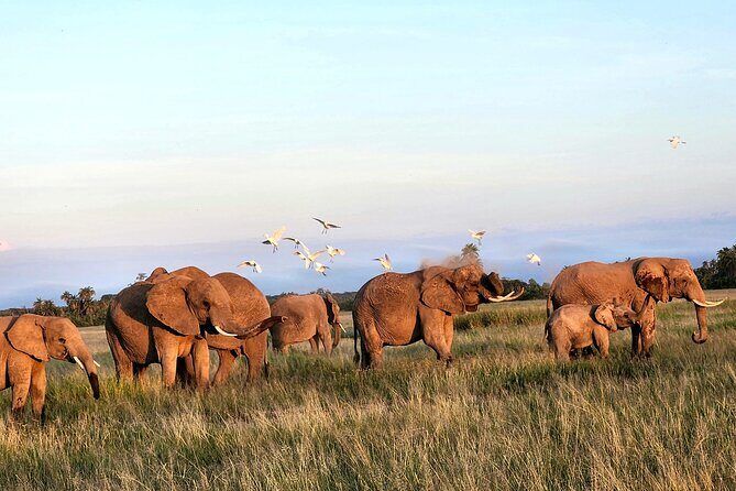 2 Days Amboseli Park Overnight Private Safari - Final Thoughts
