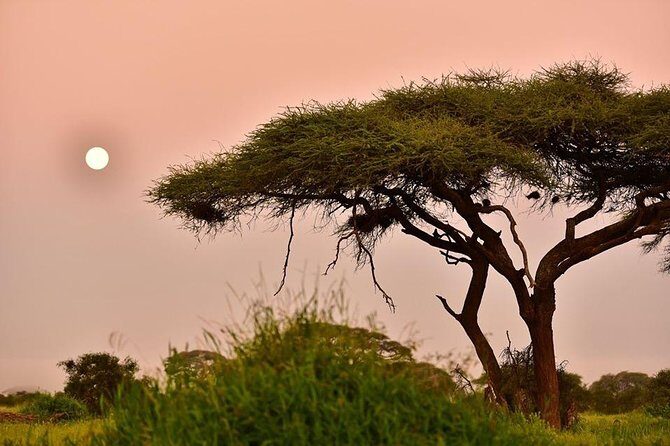 2 Days Amboseli Private Safari - Final Thoughts: Who Is This Safari Best Suited For?