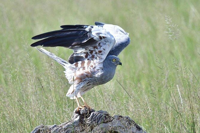 2 Days Amboseli Private Safari - FAQs