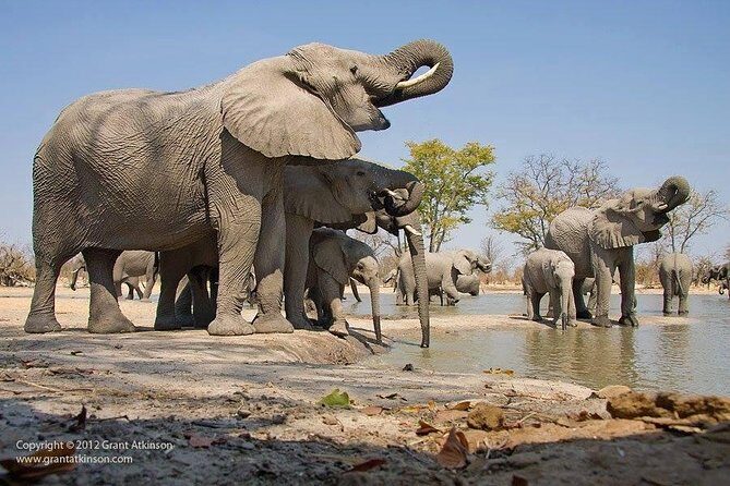 2 Days Amboseli Safari Adventure from Nairobi Classic Game Drives - Key Points