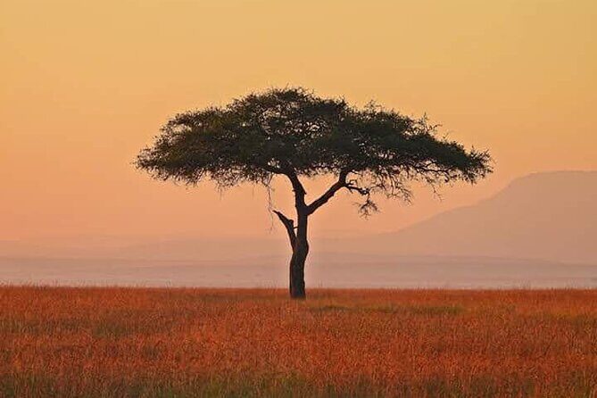 2 Days Amboseli Safari Adventure from Nairobi Classic Game Drives - Who Would Love This Safari?