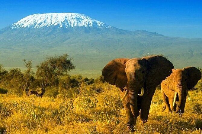 2 Days and 1 Night Amboseli Safari from Nairobi - What Travelers Are Saying