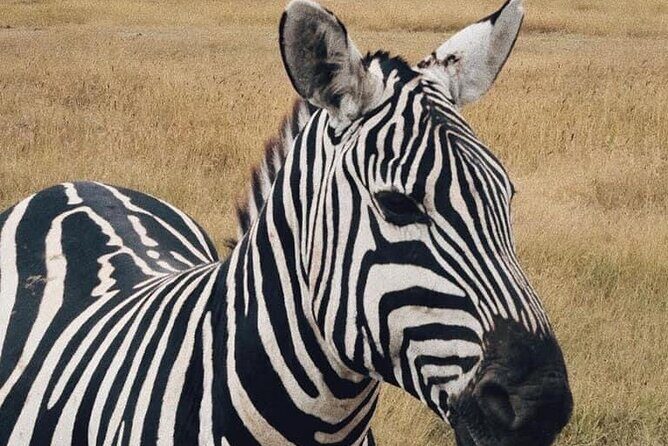 2 Days and 1 Night Mikumi Safari Private Tour - Getting to Mikumi: The Journey Begins