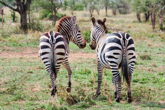 2 Days and 1 Night Mikumi Safari Private Tour - What Makes This Safari Stand Out?